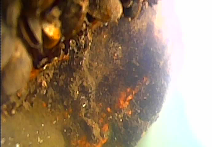 大島川児童遊園　釣り　水中映像