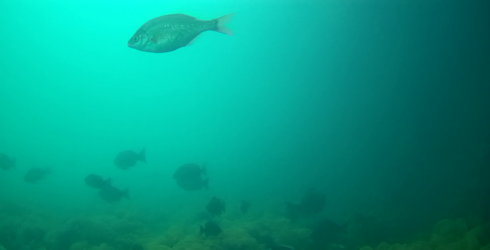 狐崎漁港　釣り　水中映像