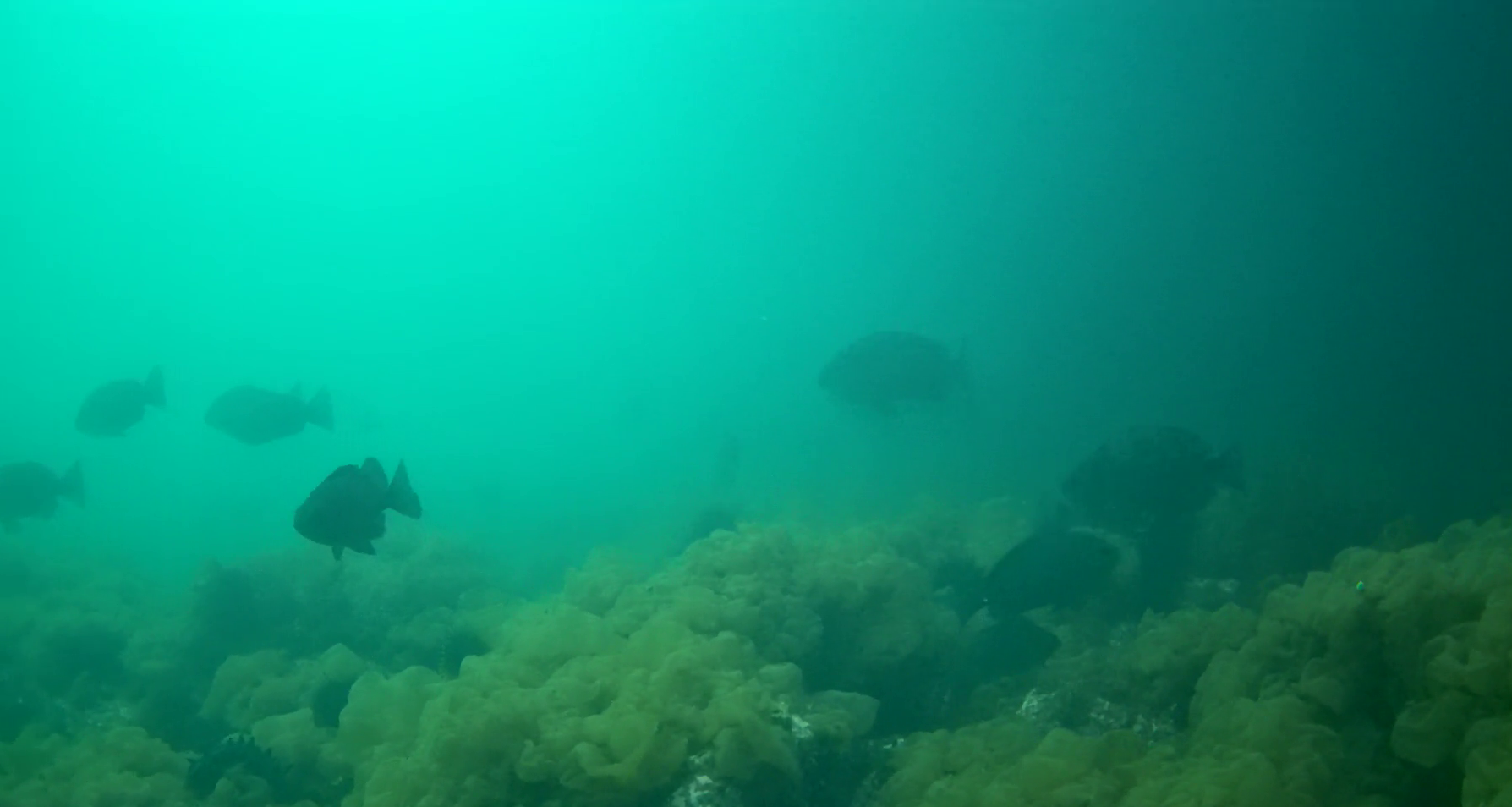 狐崎漁港　釣り　水中映像