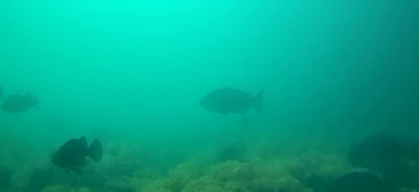 狐崎漁港　釣り　水中映像