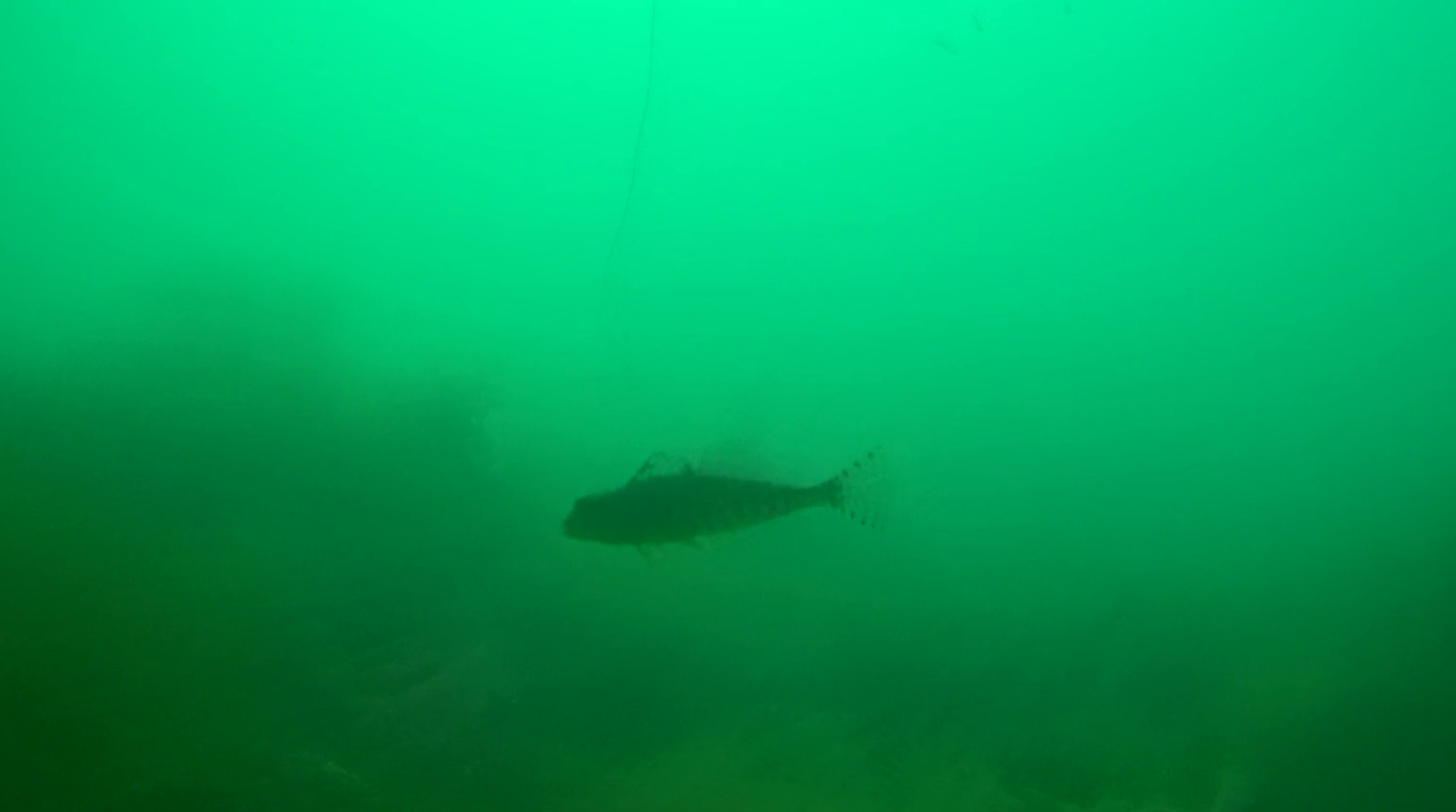小積浜漁港 釣り 水中映像