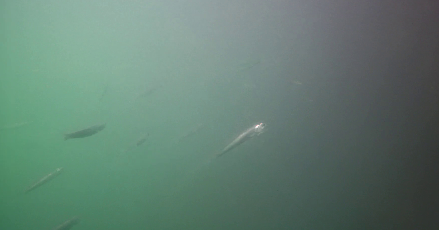 桃浦漁港　釣り　水中映像