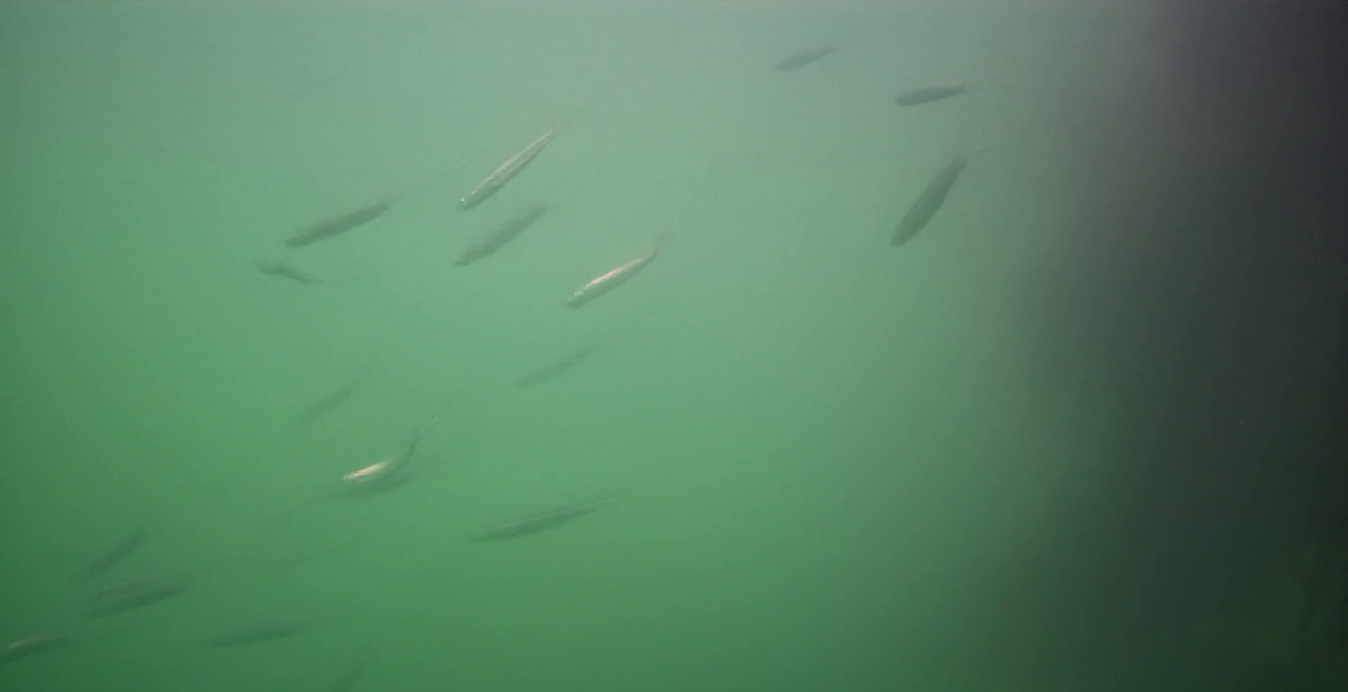 桃浦漁港　釣り　水中映像