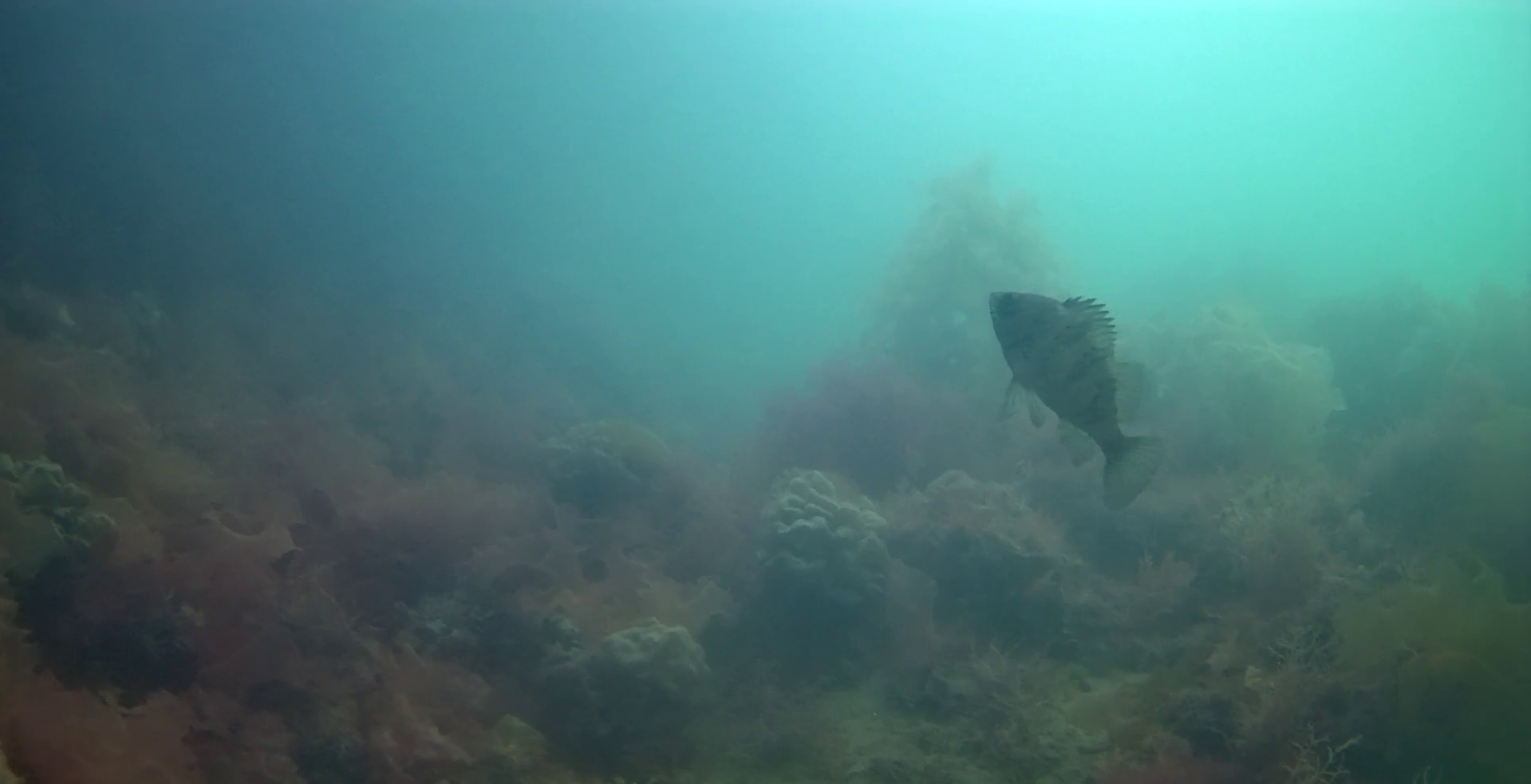 桃浦漁港　釣り　水中映像