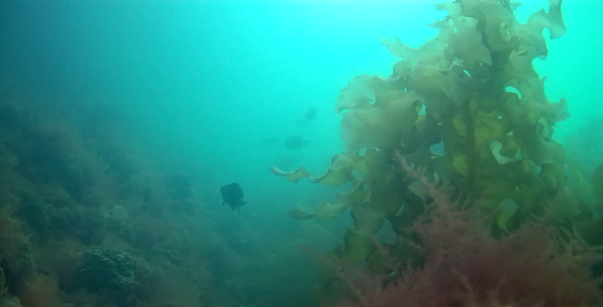 桃浦漁港　釣り　水中映像