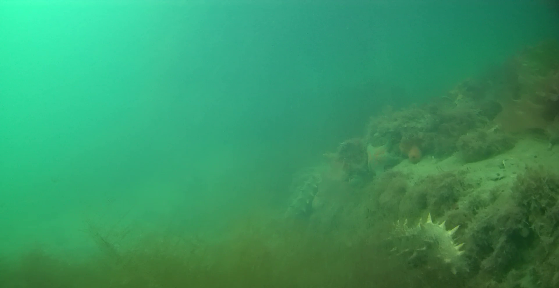 小積浜漁港 釣り 水中映像