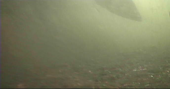 勝鬨橋　釣り　水中映像