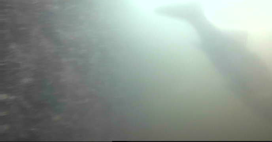 勝鬨橋　釣り　水中映像