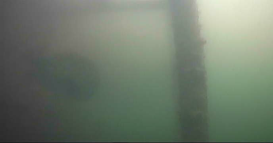 勝鬨橋　釣り　水中映像