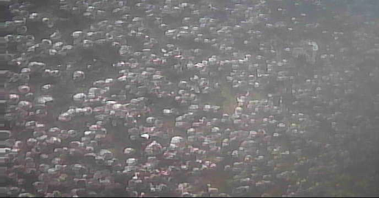 勝鬨橋　釣り　水中映像