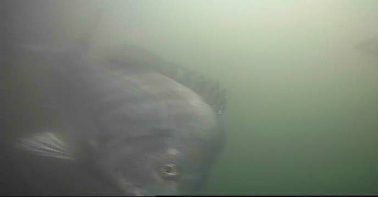 勝鬨橋　釣り　水中映像