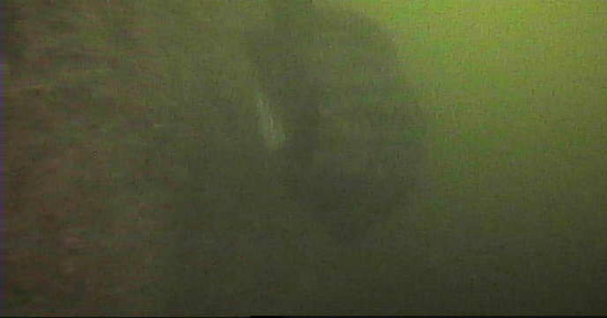 勝鬨橋　釣り　水中映像