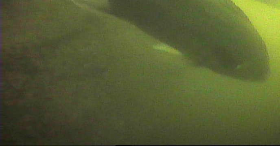 勝鬨橋　釣り　水中映像