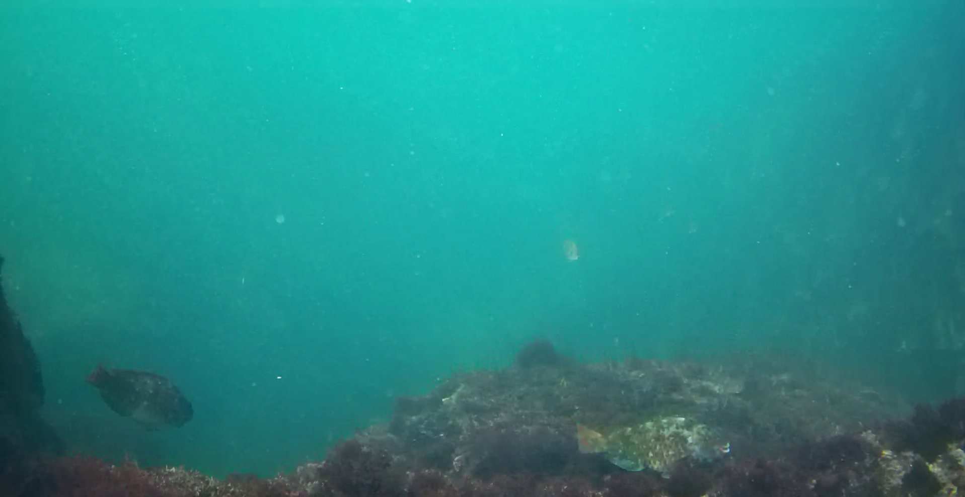 真鶴半島の磯釣りポイント　鉄棒　水中映像