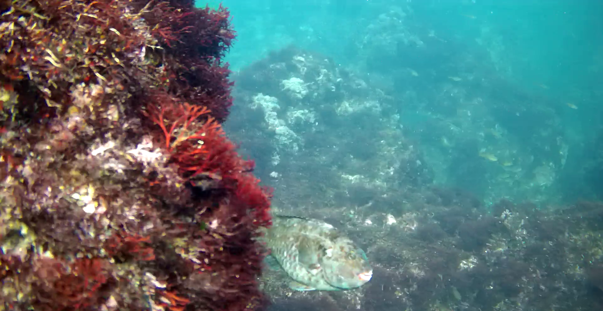 真鶴半島の磯釣りポイント　鉄棒　水中映像