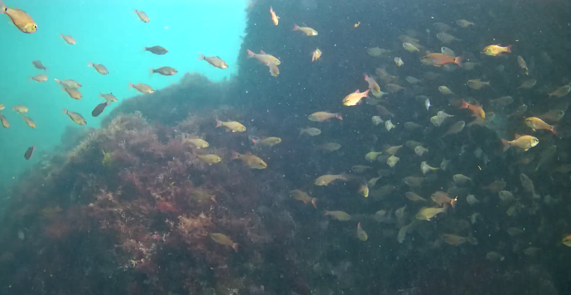 真鶴半島の磯釣りポイント　鉄棒　水中映像