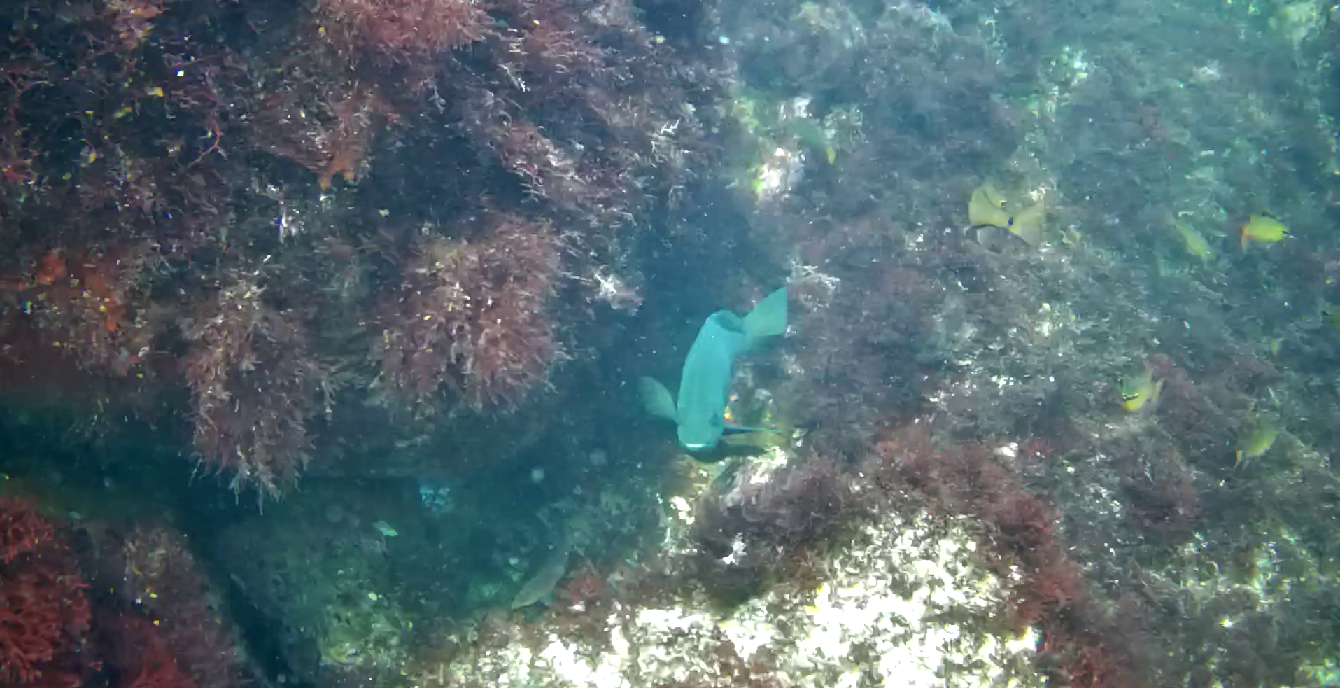 真鶴半島の磯釣りポイント　鉄棒　水中映像