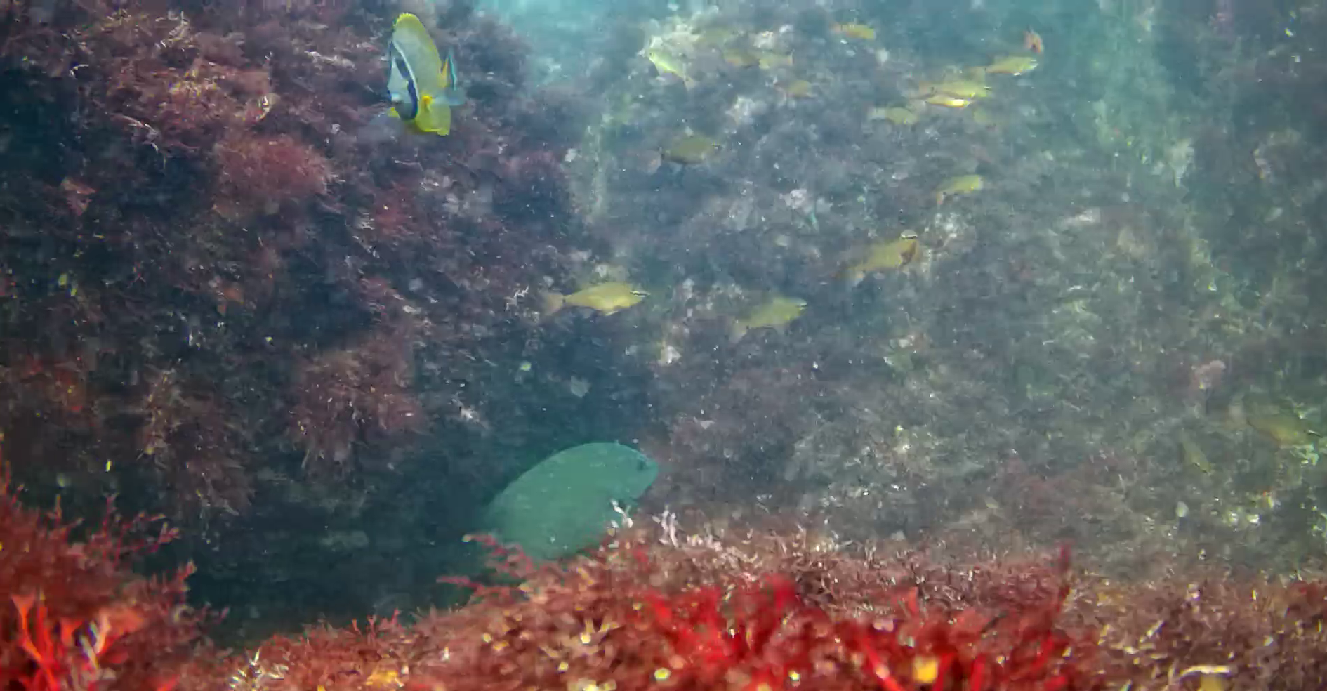 真鶴半島の磯釣りポイント　鉄棒　水中映像