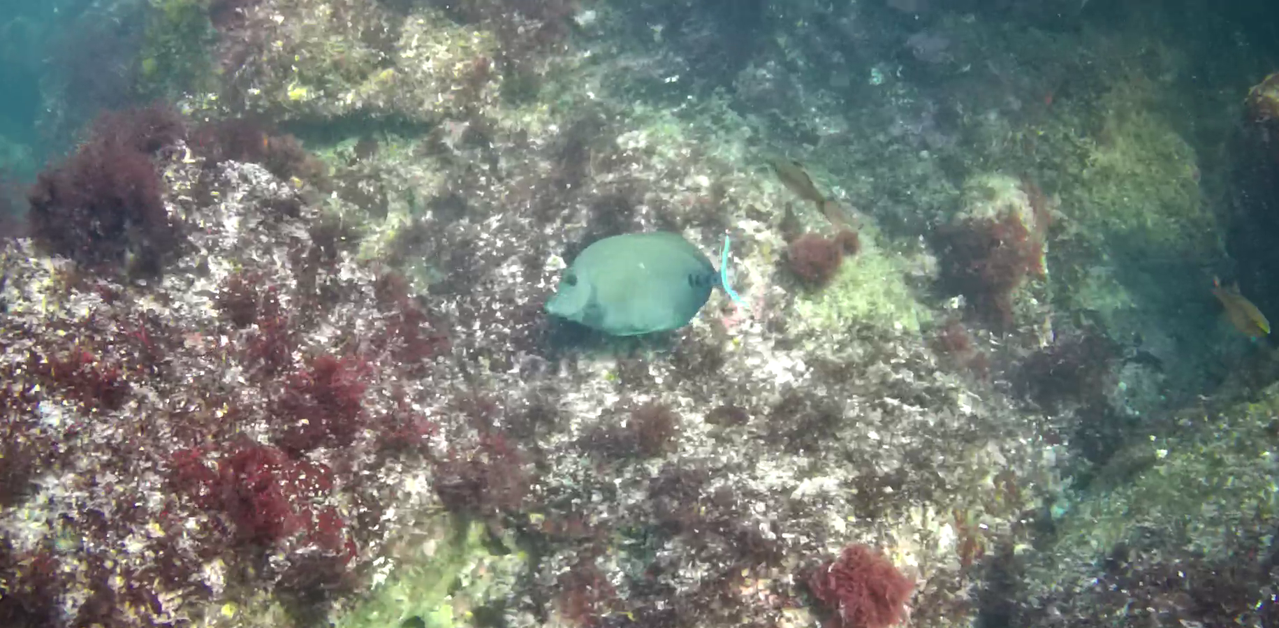 真鶴半島の磯釣りポイント　鉄棒　水中映像