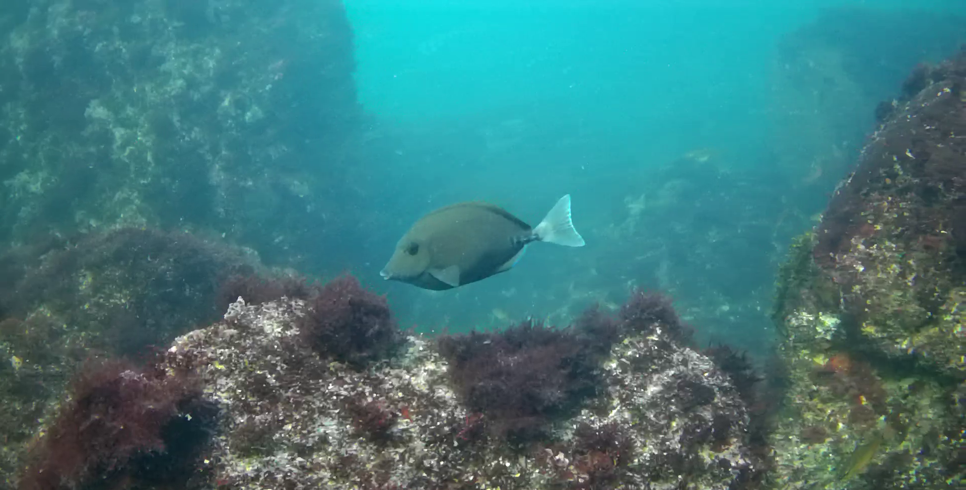 真鶴半島の磯釣りポイント　鉄棒　水中映像