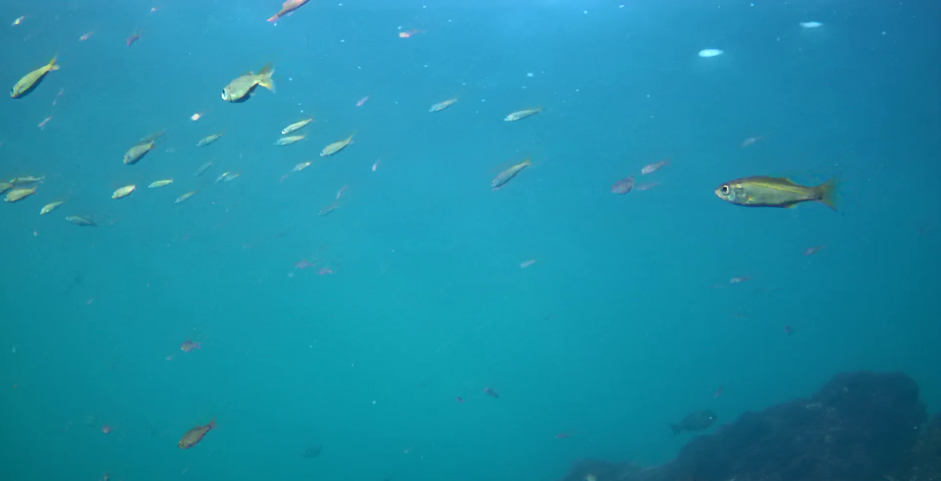 真鶴半島の磯釣りポイント　鉄棒　水中映像