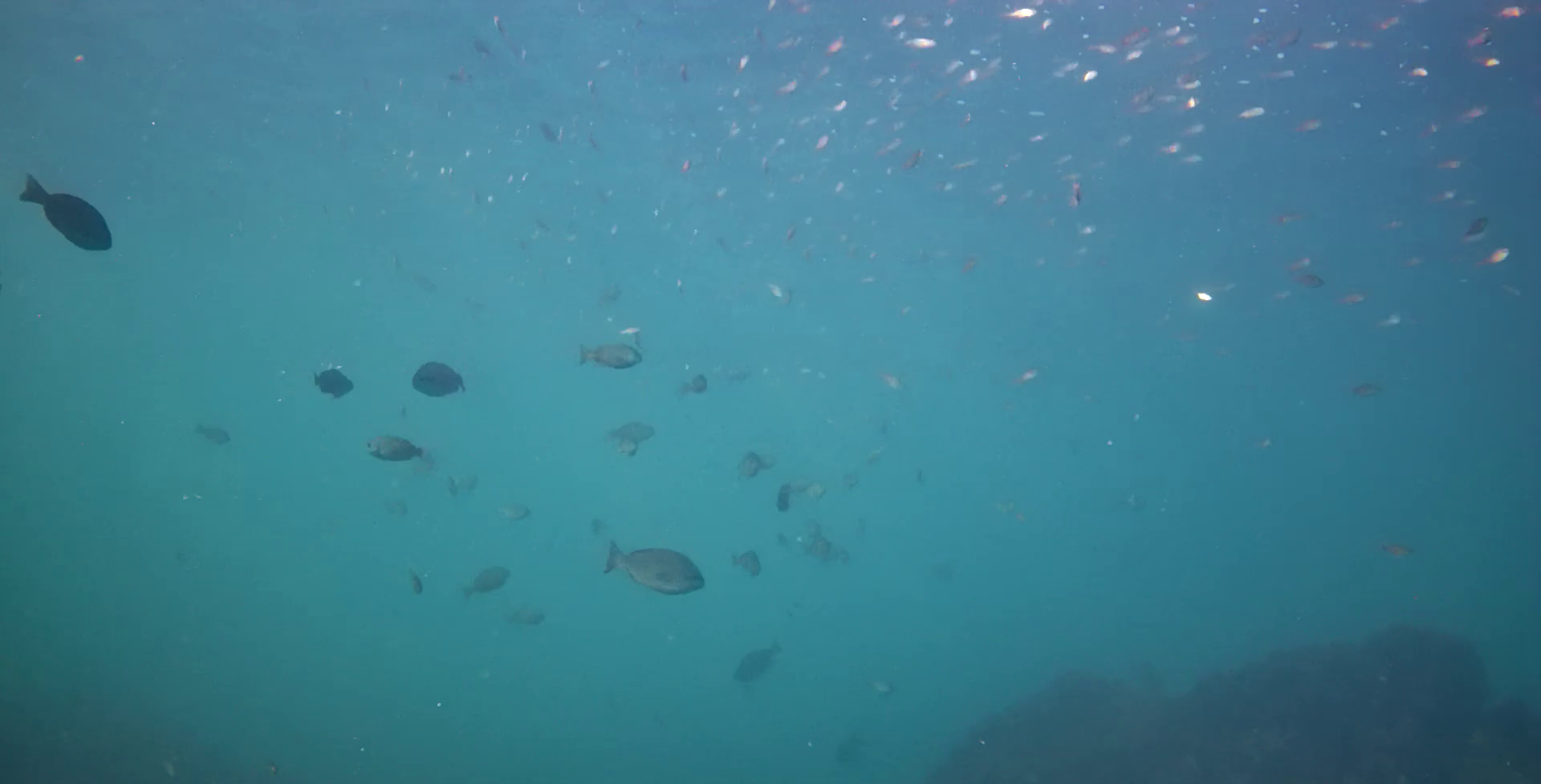 真鶴半島の磯釣りポイント　鉄棒　水中映像