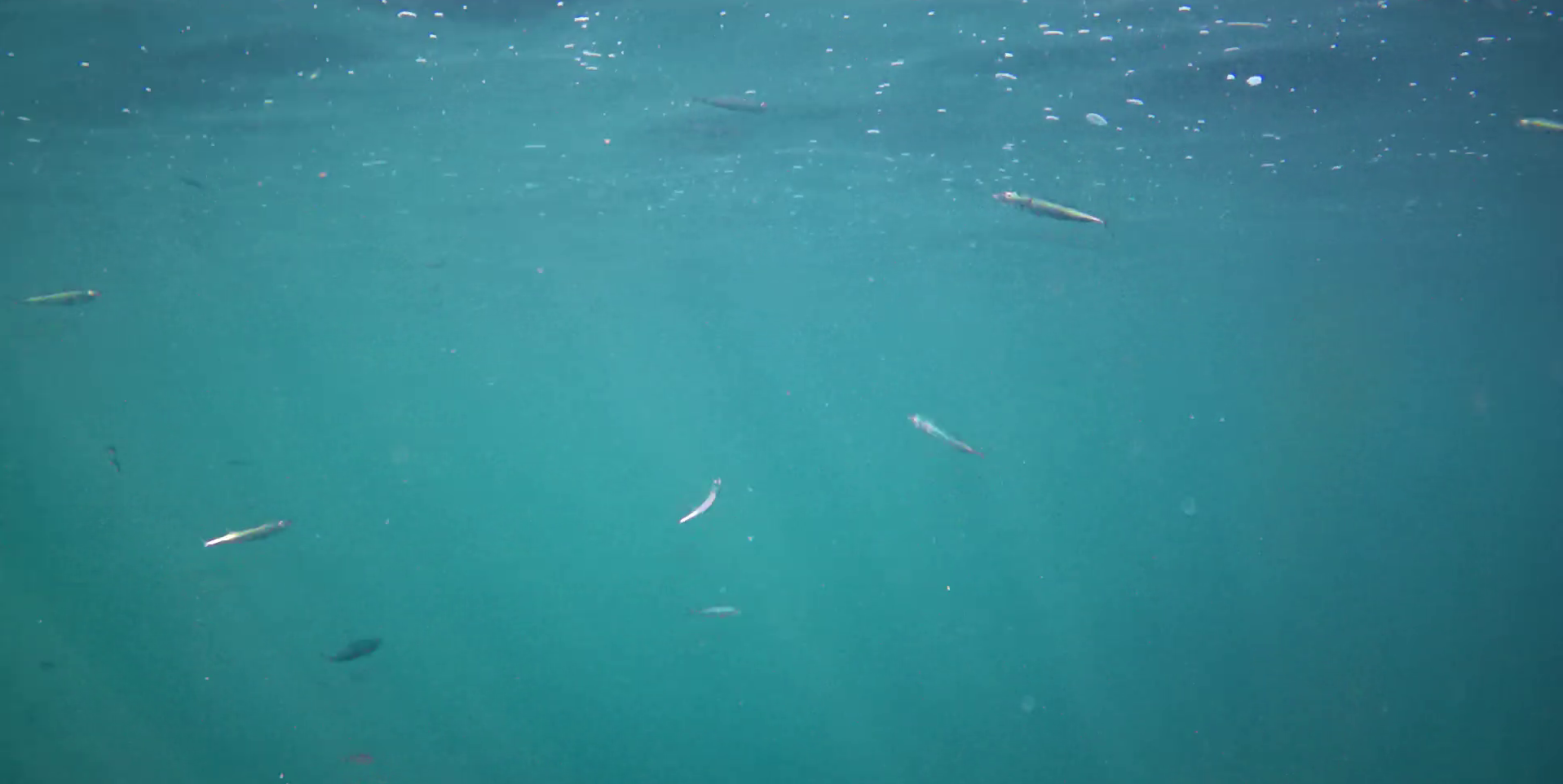 真鶴半島の磯釣りポイント　鉄棒　水中映像