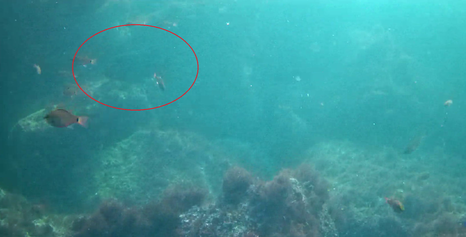 真鶴半島の磯釣りポイント　鉄棒　水中映像