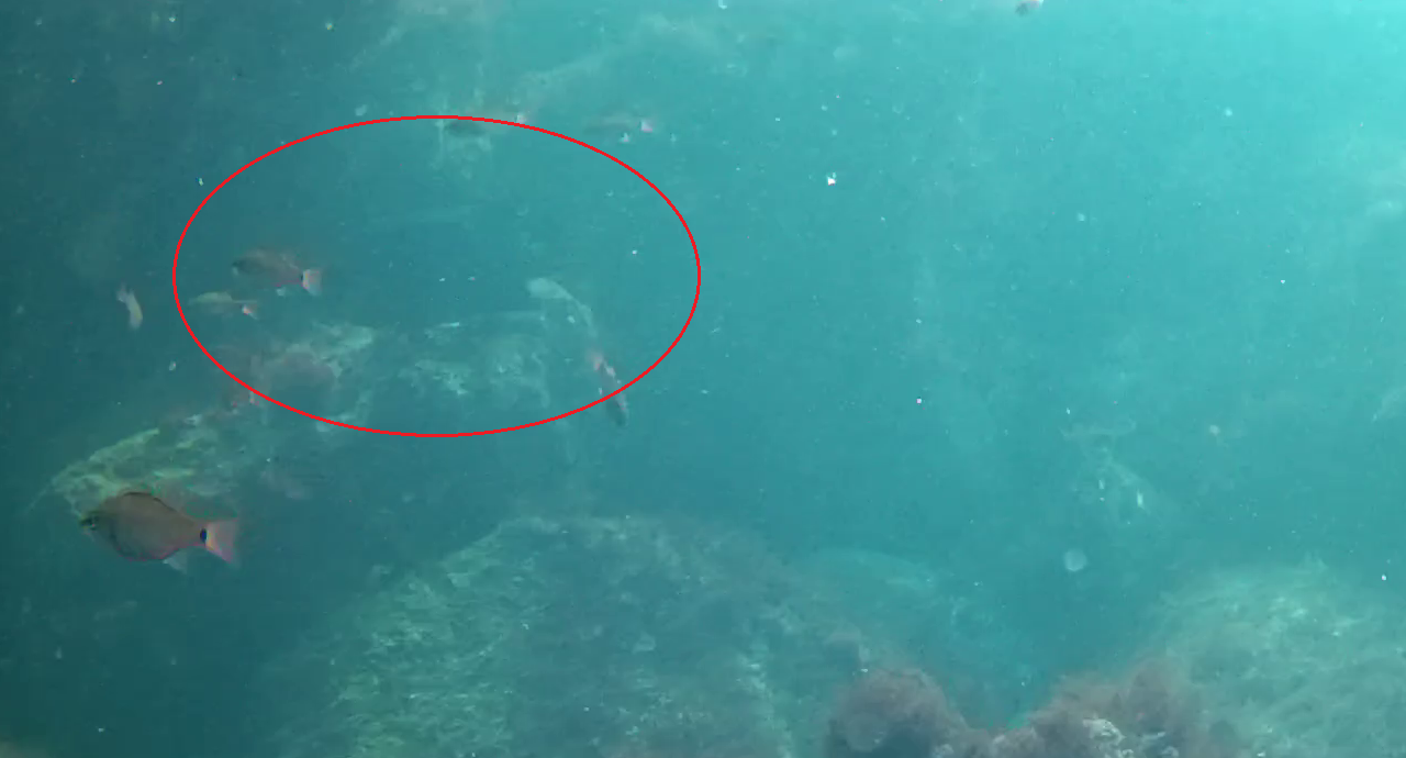 真鶴半島の磯釣りポイント　鉄棒　水中映像