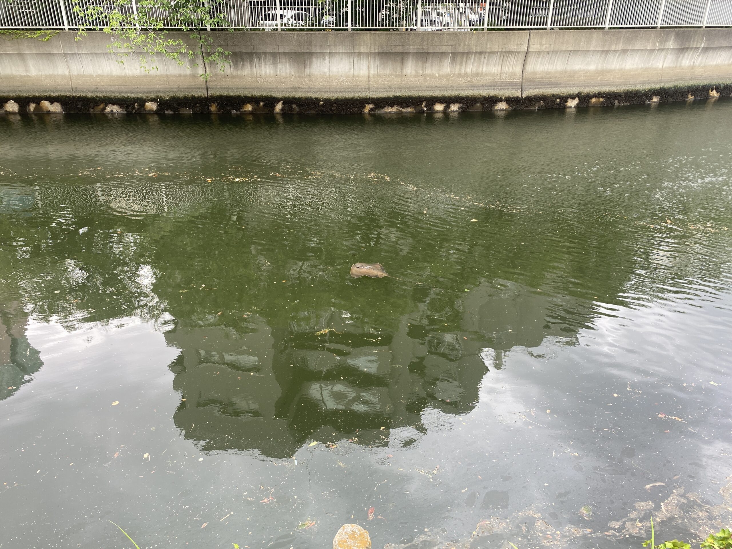 平久橋 水辺の散歩道 釣り