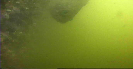 豊洲 東電堀 釣り 水中映像