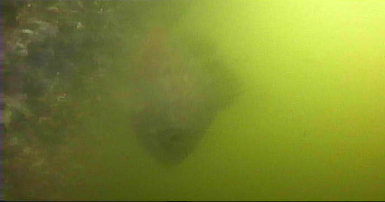 豊洲 東電堀 釣り 水中映像