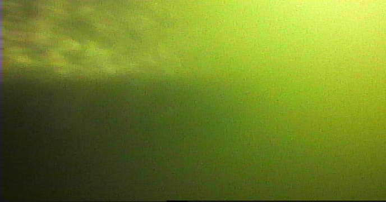 豊洲 東電堀 釣り 水中映像