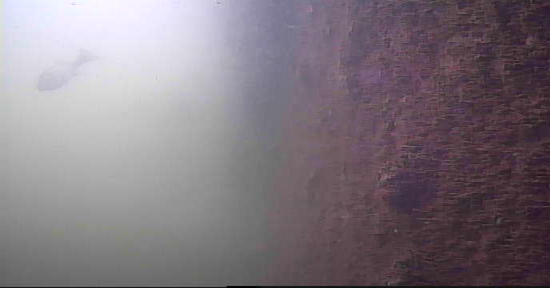 平久橋 水辺の散歩道 釣り 水中映像