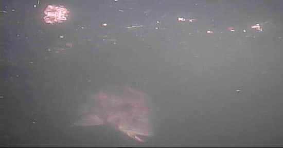 平久橋 水辺の散歩道 釣り 水中映像