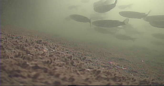 平久橋 水辺の散歩道 釣り 水中映像