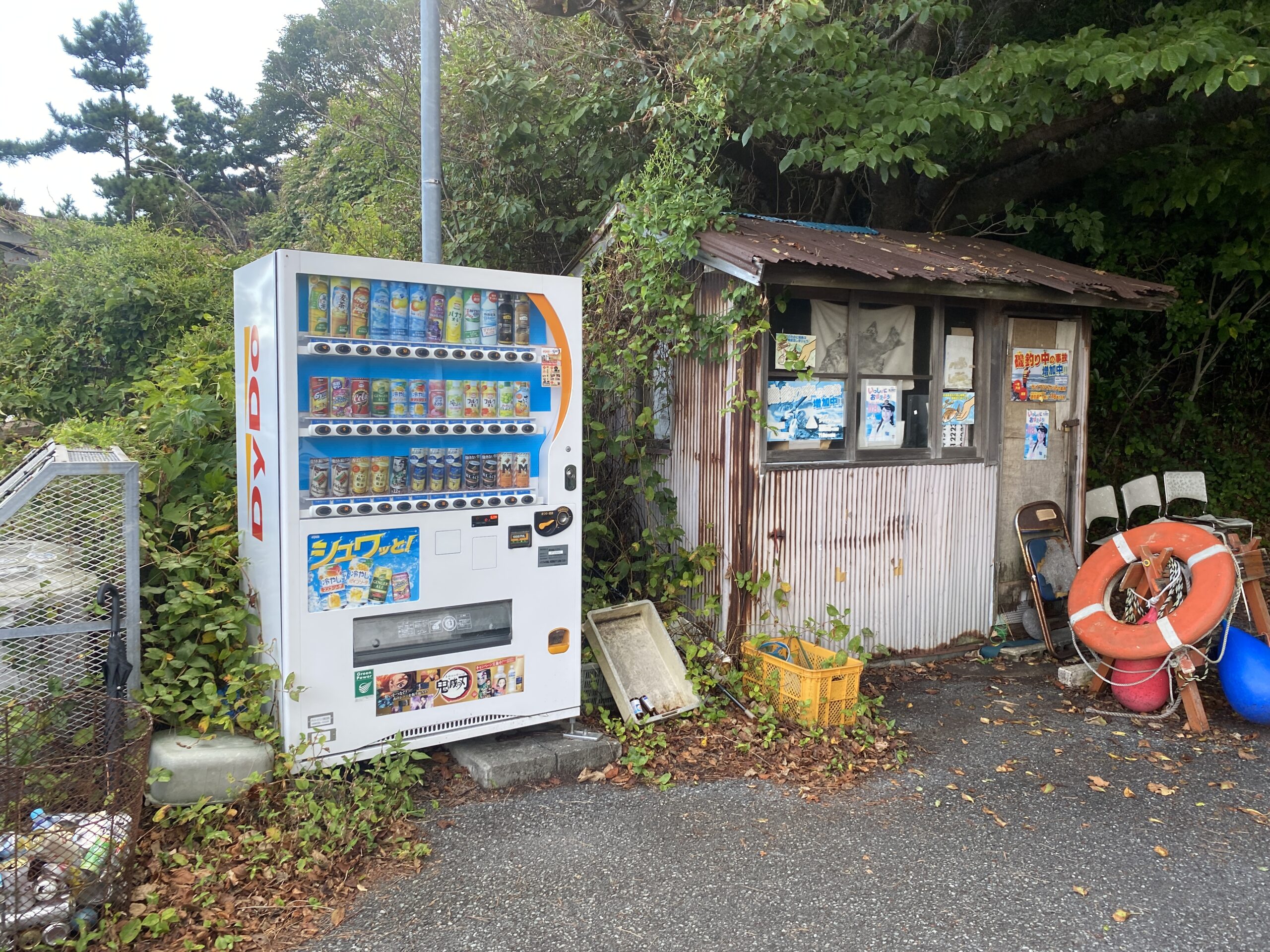 八幡野港　釣り