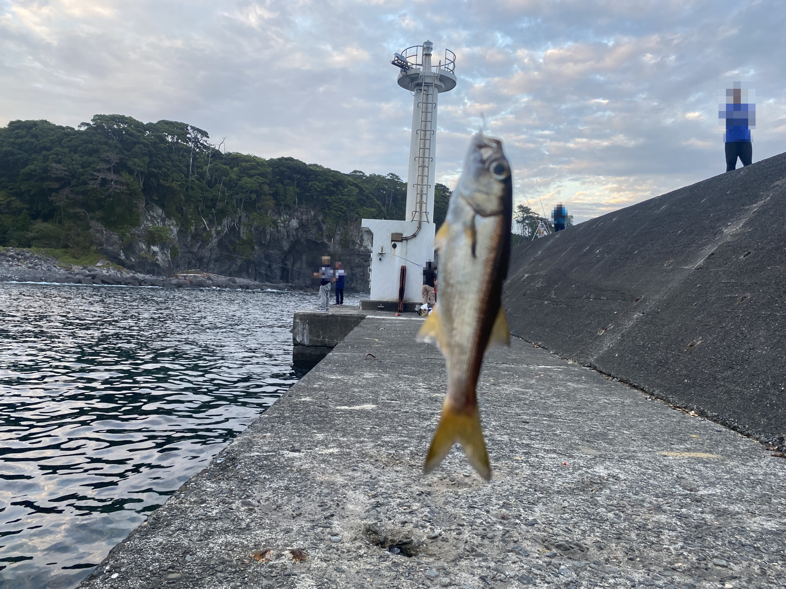 八幡野港　釣り