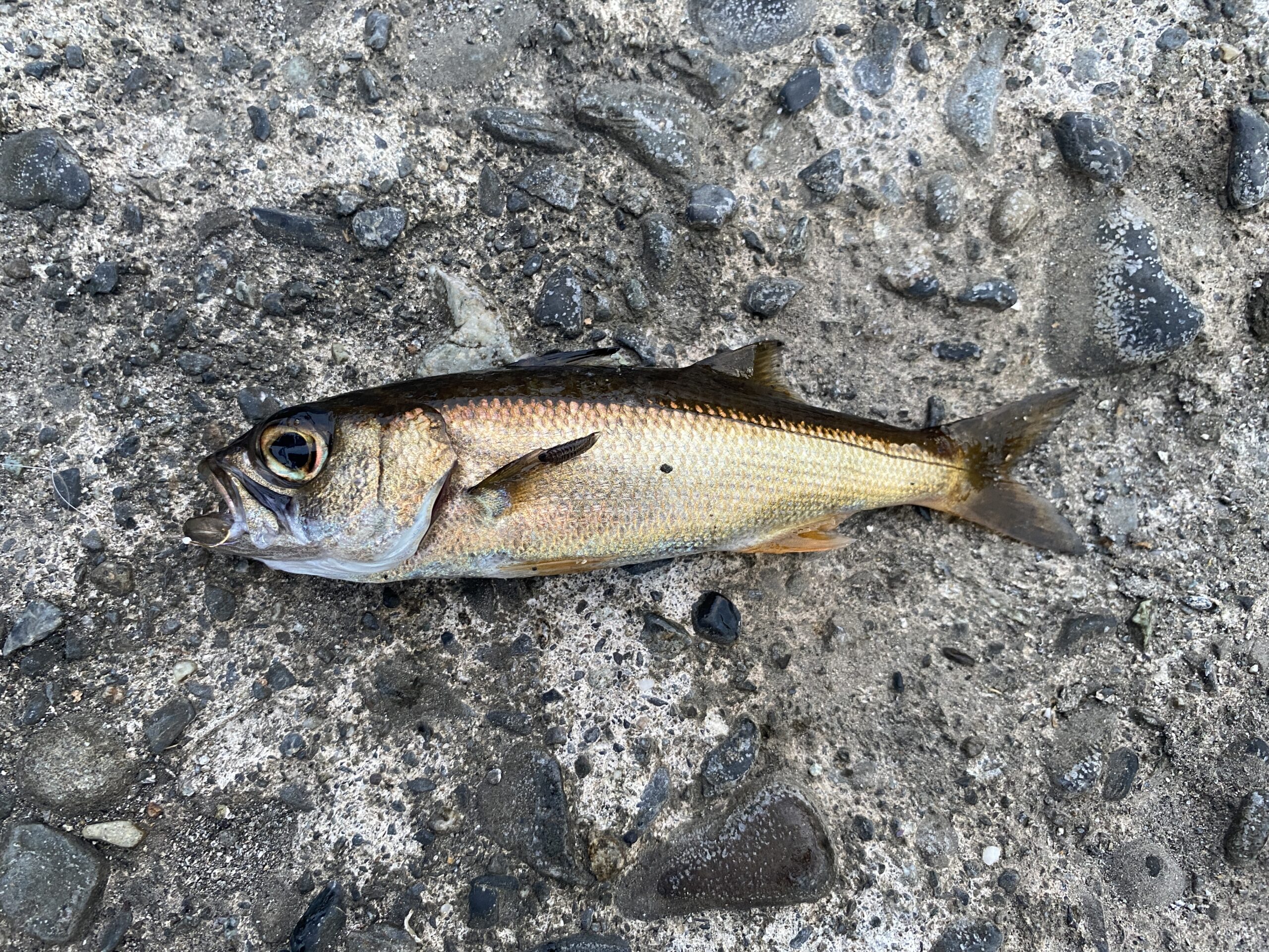 八幡野港　釣り