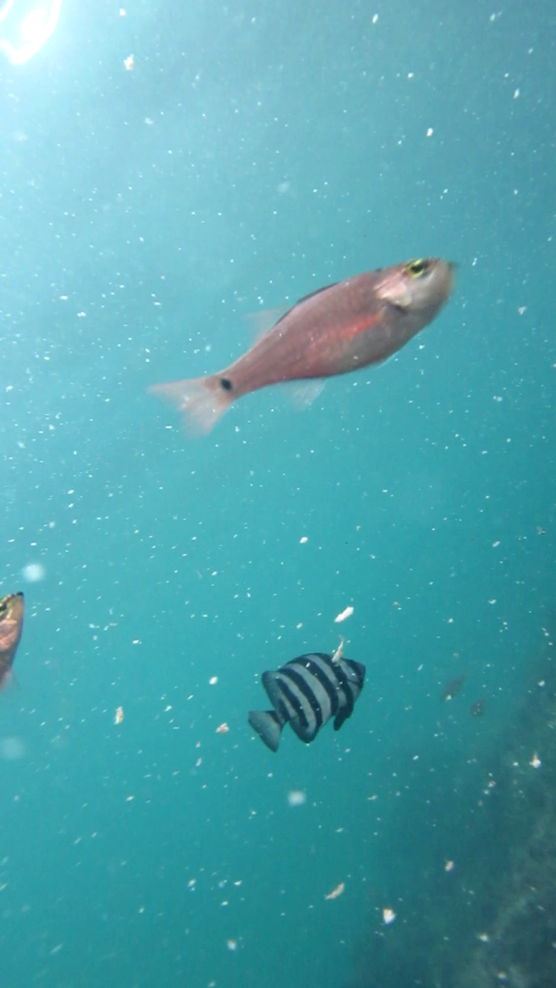 八幡野港　釣り　水中映像