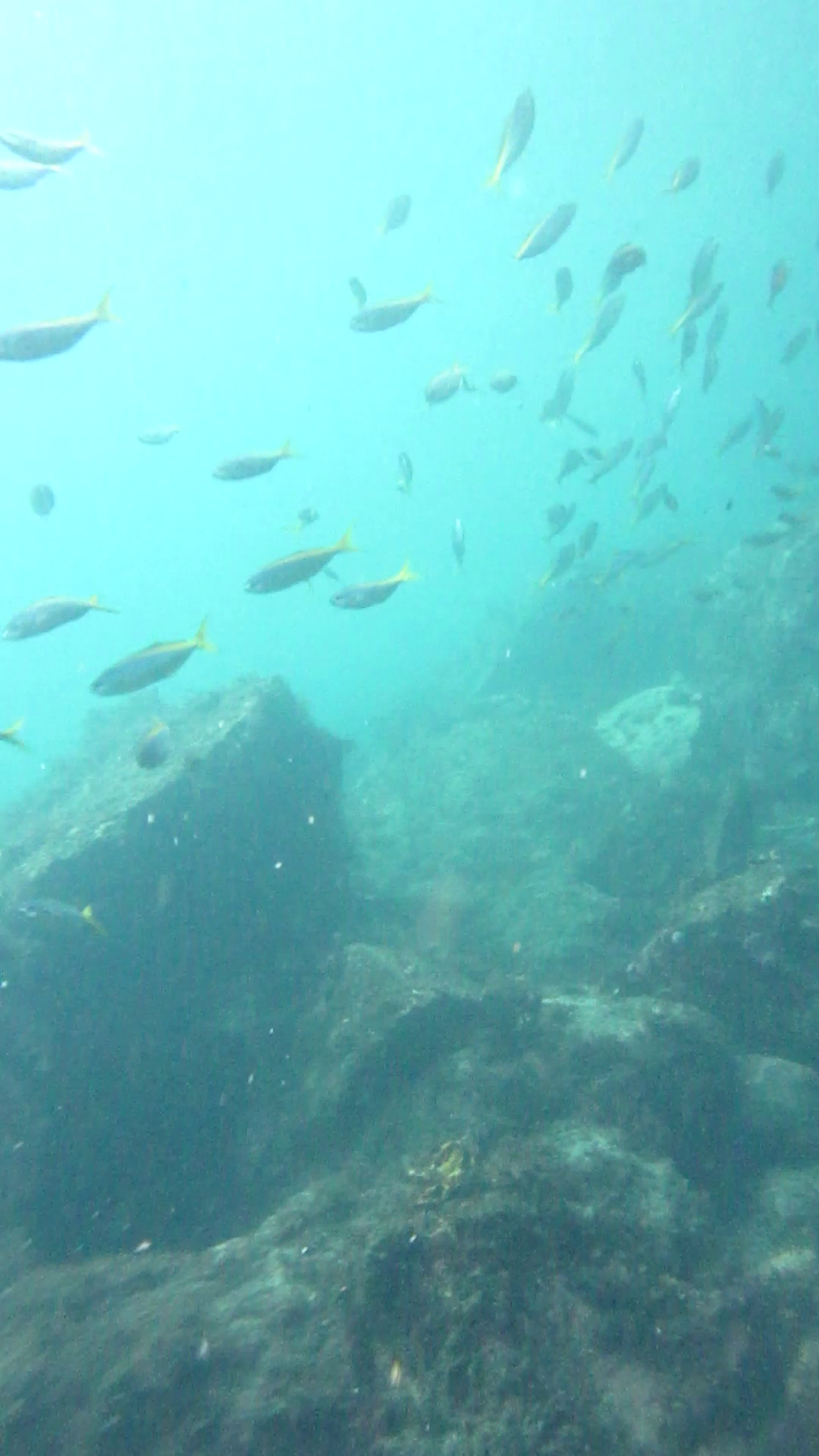 八幡野港　釣り　水中映像