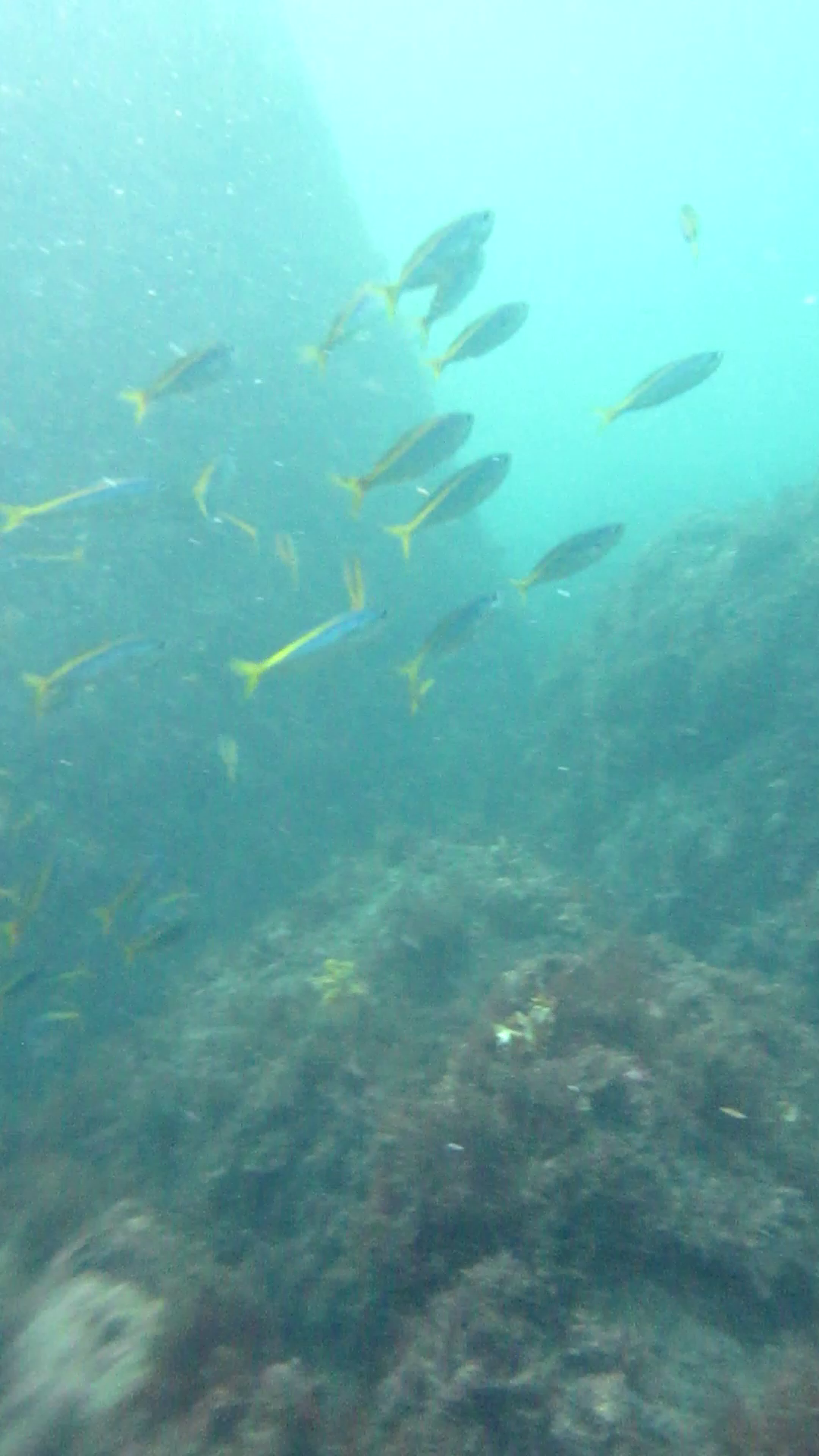 八幡野港　釣り　水中映像