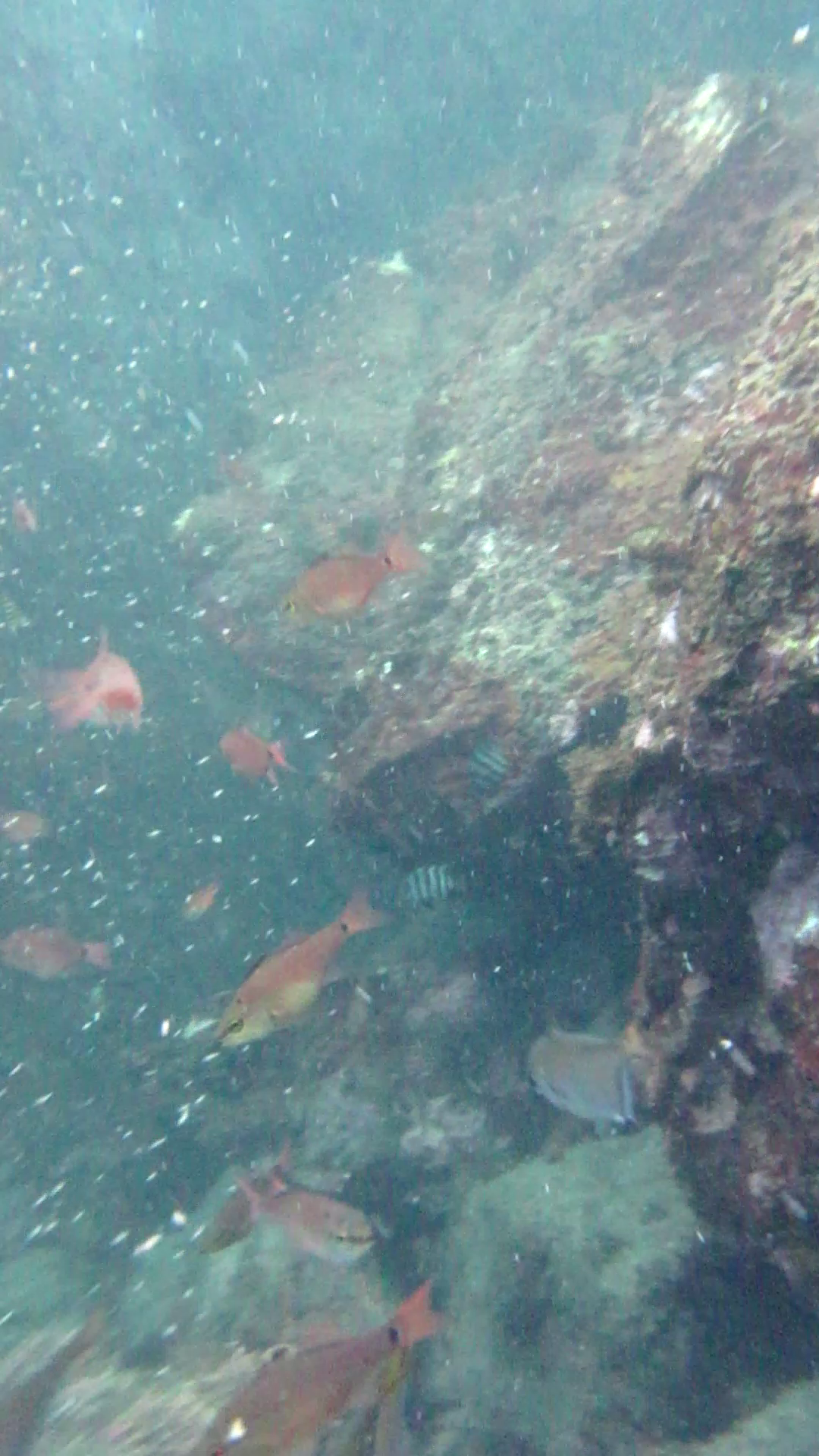 八幡野港　釣り　水中映像