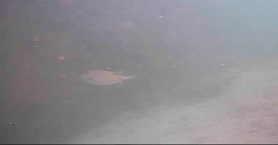 国崎漁港　釣り　水中映像