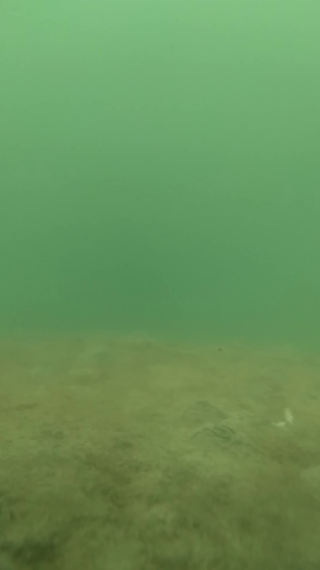 国崎漁港　釣り　水中映像