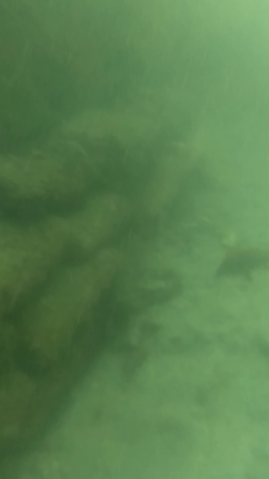 国崎漁港　釣り　水中映像