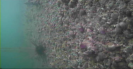 畔蛸漁港　釣り　水中映像