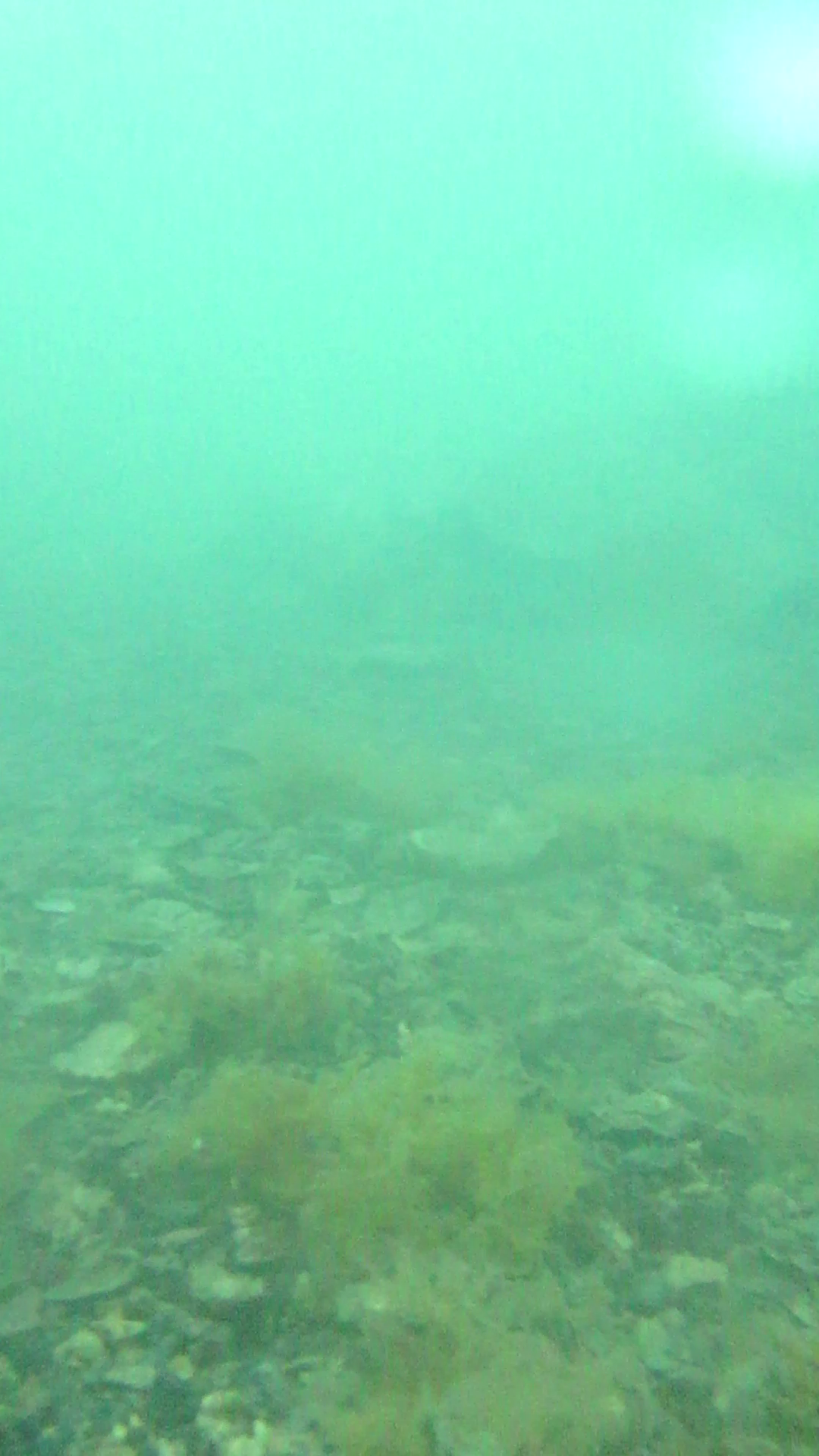 安楽島漁港 釣り 水中映像