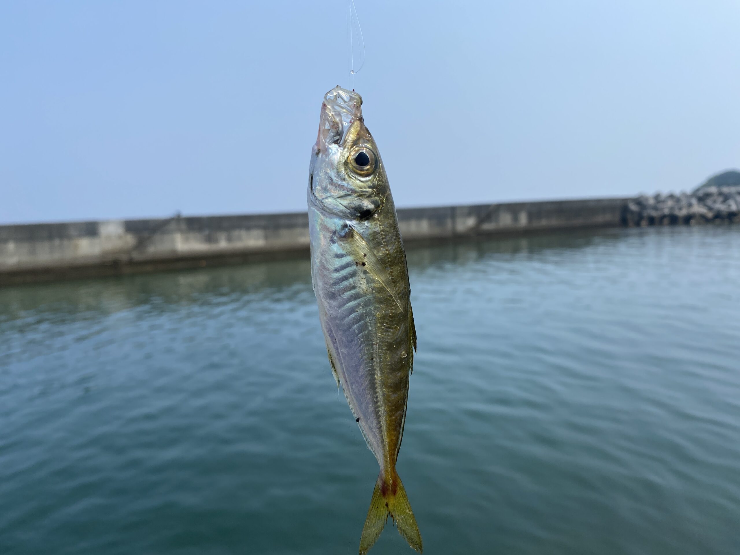 甲賀漁港　釣り