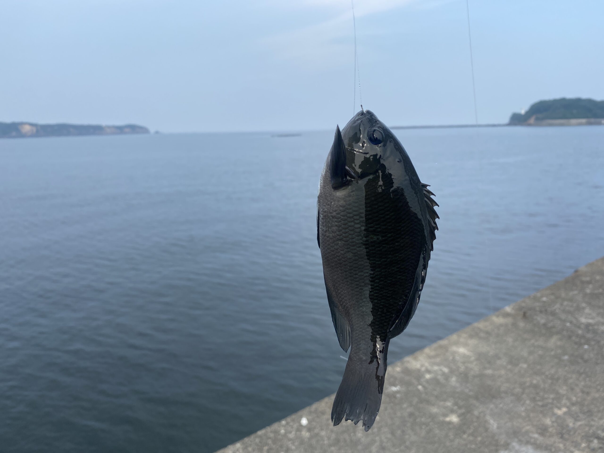 安乗漁港　釣り